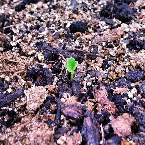 First sprouts! This one is kabu.