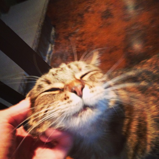 I scritched a kitty