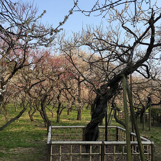 Stumbled upon the plum festival. Blossoms as far as the eyes can see. Also a monkey on stilts.